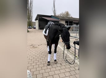 Deutsches Sportpferd, Stute, 3 Jahre, 168 cm, Schwarzbrauner
