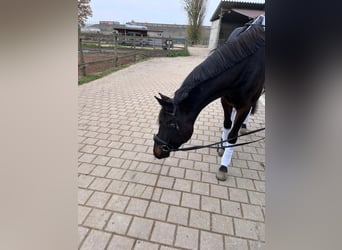 Deutsches Sportpferd, Stute, 3 Jahre, 168 cm, Schwarzbrauner