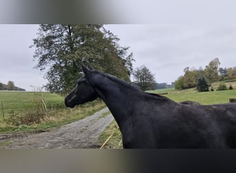Deutsches Sportpferd, Stute, 3 Jahre, 168 cm, Schwarzbrauner