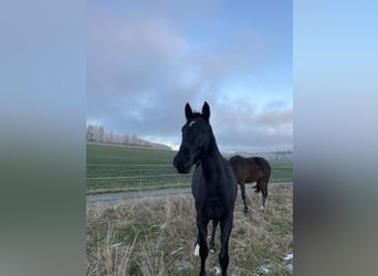Deutsches Sportpferd, Stute, 3 Jahre, 168 cm, Schwarzbrauner