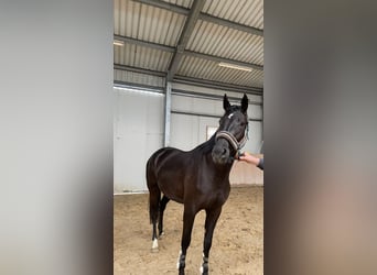 Deutsches Sportpferd, Stute, 3 Jahre, 168 cm, Schwarzbrauner