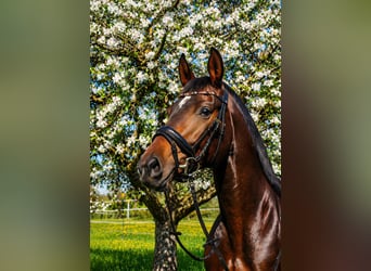 Deutsches Sportpferd, Stute, 3 Jahre, 169 cm, Brauner