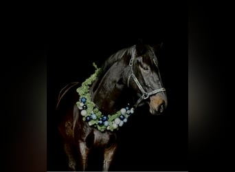 Deutsches Sportpferd, Stute, 3 Jahre, 169 cm, Schwarzbrauner