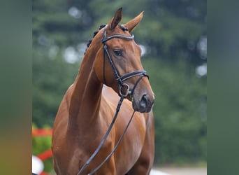 Deutsches Sportpferd, Stute, 3 Jahre, 170 cm, Brauner