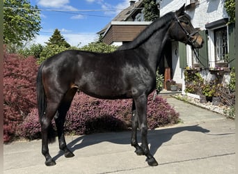 Deutsches Sportpferd, Stute, 3 Jahre, 170 cm, Dunkelbrauner