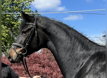Deutsches Sportpferd, Stute, 3 Jahre, 170 cm, Dunkelbrauner
