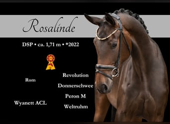 Deutsches Sportpferd, Stute, 3 Jahre, 170 cm, Dunkelbrauner