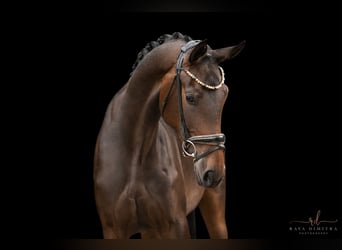 Deutsches Sportpferd, Stute, 3 Jahre, 170 cm, Dunkelbrauner