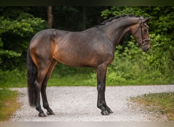 Deutsches Sportpferd, Stute, 3 Jahre, 170 cm, Dunkelbrauner