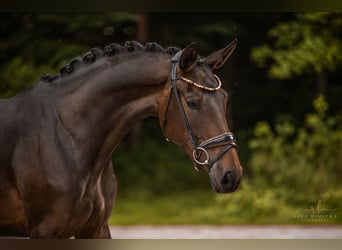 Deutsches Sportpferd, Stute, 3 Jahre, 170 cm, Dunkelbrauner