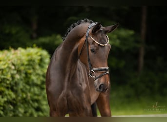 Deutsches Sportpferd, Stute, 3 Jahre, 170 cm, Dunkelbrauner