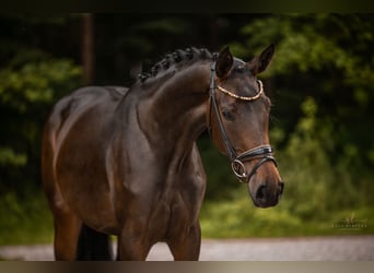 Deutsches Sportpferd, Stute, 3 Jahre, 170 cm, Dunkelbrauner