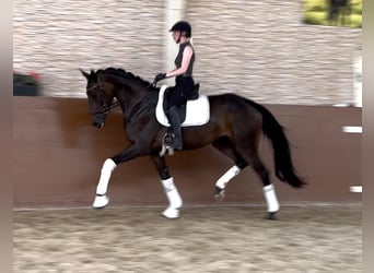 Deutsches Sportpferd, Stute, 3 Jahre, 170 cm, Dunkelbrauner