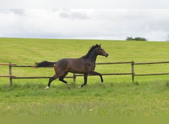 Deutsches Sportpferd, Stute, 3 Jahre, 170 cm, Dunkelbrauner