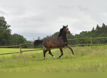 Deutsches Sportpferd, Stute, 3 Jahre, 170 cm, Dunkelbrauner