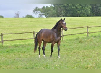 Deutsches Sportpferd, Stute, 3 Jahre, 170 cm, Dunkelbrauner