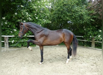 Deutsches Sportpferd, Stute, 3 Jahre, 170 cm, Dunkelbrauner