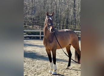 Deutsches Sportpferd, Stute, 3 Jahre, 170 cm, Dunkelbrauner
