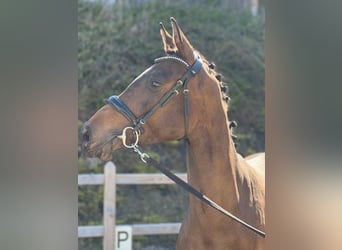 Deutsches Sportpferd, Stute, 3 Jahre, 170 cm, Dunkelbrauner