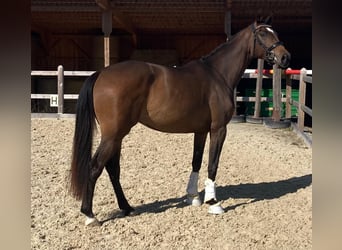 Deutsches Sportpferd, Stute, 3 Jahre, 170 cm, Dunkelbrauner