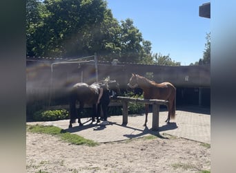 Deutsches Sportpferd, Stute, 3 Jahre, 170 cm, Fuchs