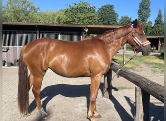Deutsches Sportpferd, Stute, 3 Jahre, 170 cm, Fuchs