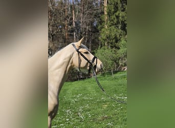 Deutsches Sportpferd, Stute, 3 Jahre, 170 cm, Palomino