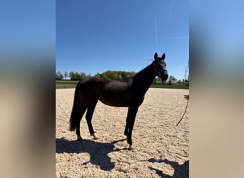 Deutsches Sportpferd, Stute, 3 Jahre, 170 cm, Rappe