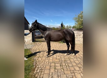Deutsches Sportpferd, Stute, 3 Jahre, 170 cm, Rappe