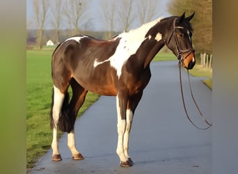 Deutsches Sportpferd, Stute, 3 Jahre, 170 cm, Schecke