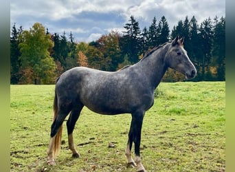 Deutsches Sportpferd, Stute, 3 Jahre, 170 cm, Schimmel