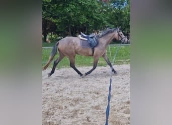 Deutsches Sportpferd, Stute, 3 Jahre, 170 cm, Schimmel