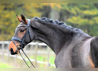 Deutsches Sportpferd, Stute, 3 Jahre, 171 cm, Brauner