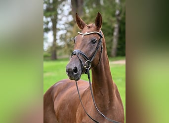 Deutsches Sportpferd, Stute, 3 Jahre, 171 cm, Dunkelfuchs
