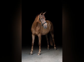 Deutsches Sportpferd, Stute, 3 Jahre, 171 cm, Fuchs