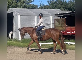 Deutsches Sportpferd, Stute, 3 Jahre, 171 cm, Fuchs