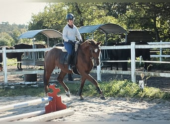 Deutsches Sportpferd, Stute, 3 Jahre, 171 cm, Fuchs