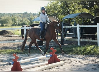 Deutsches Sportpferd, Stute, 3 Jahre, 171 cm, Fuchs