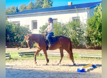 Deutsches Sportpferd, Stute, 3 Jahre, 171 cm, Fuchs