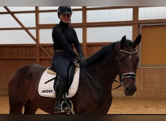 Deutsches Sportpferd, Stute, 3 Jahre, 172 cm, Dunkelbrauner