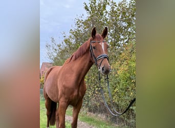 Deutsches Sportpferd, Stute, 3 Jahre, 172 cm, Fuchs