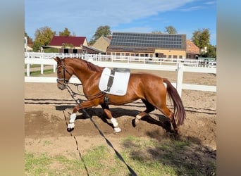 Deutsches Sportpferd, Stute, 3 Jahre, 172 cm, Fuchs