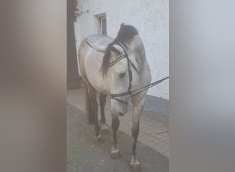 Deutsches Sportpferd, Stute, 3 Jahre, 172 cm, Schimmel