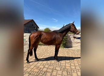 Deutsches Sportpferd, Stute, 3 Jahre, 173 cm, Brauner