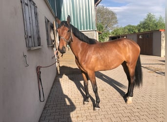 Deutsches Sportpferd, Stute, 3 Jahre, 173 cm, Brauner