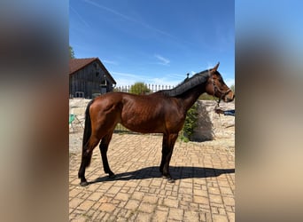 Deutsches Sportpferd, Stute, 3 Jahre, 173 cm, Brauner