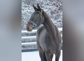 Deutsches Sportpferd, Stute, 3 Jahre, 173 cm, Dunkelbrauner