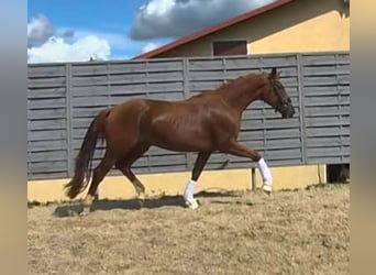 Deutsches Sportpferd, Stute, 3 Jahre, 174 cm, Dunkelfuchs