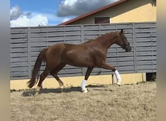 Deutsches Sportpferd, Stute, 3 Jahre, 174 cm, Fuchs