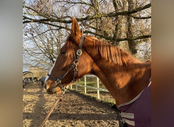 Deutsches Sportpferd, Stute, 3 Jahre, 174 cm, Fuchs